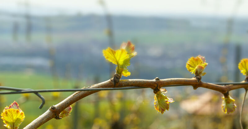 Spring vine